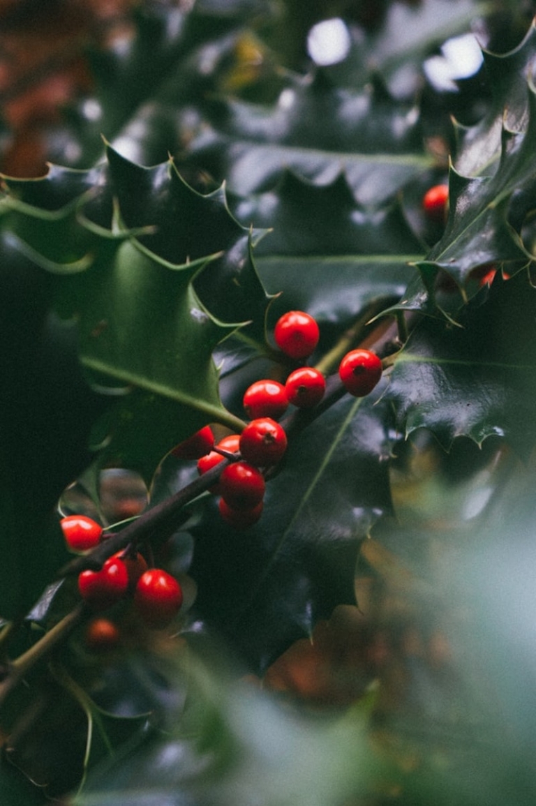 Le houx de Noël dans le jardin et dans la déco festive – une tradition séculaire