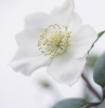 hellebore blanche exemple de plante de noel couleur blanche resistante au gel