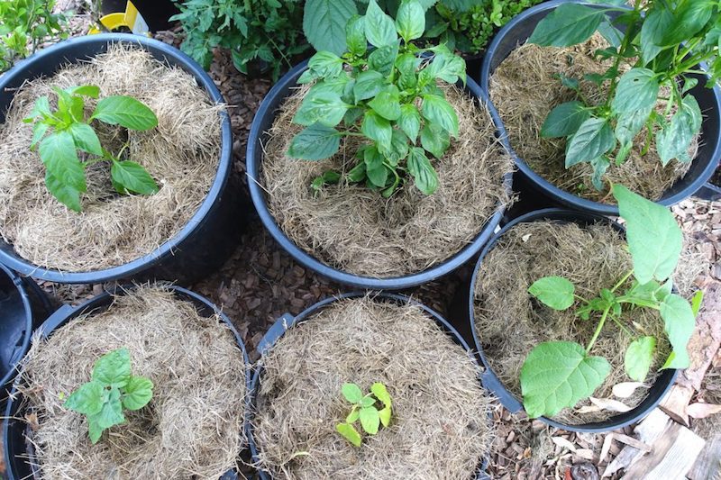 idée comment proteger les plantes en pot contre le froid paillage surface terre