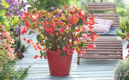 begonia 'dragon wing red' (drachenfluegelbegonie)