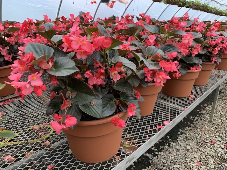 Comment conserver les bégonias dragon durant l’hiver