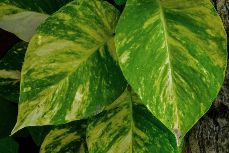 maladie feuilles plantes d intérieur savoir comment eliminer les causes pour le jaunissement