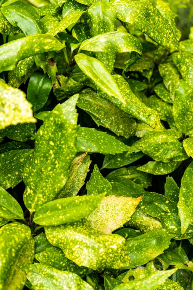 maladie feuilles plantes d intérieur trouver la cause pour sauver la plante conseils