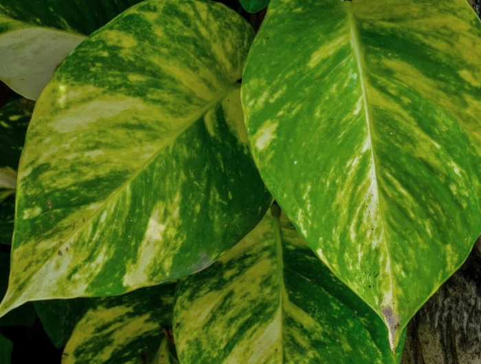 maladie feuilles plantes d intérieur savoir comment eliminer les causes pour le jaunissement
