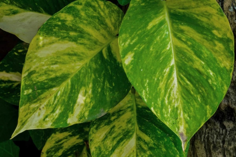 Feuilles qui jaunissent causes et remèdes pour avoir de belles plantes