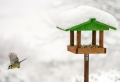 Tout ce que vous devez savoir pour bien nourrir les oiseaux en hiver
