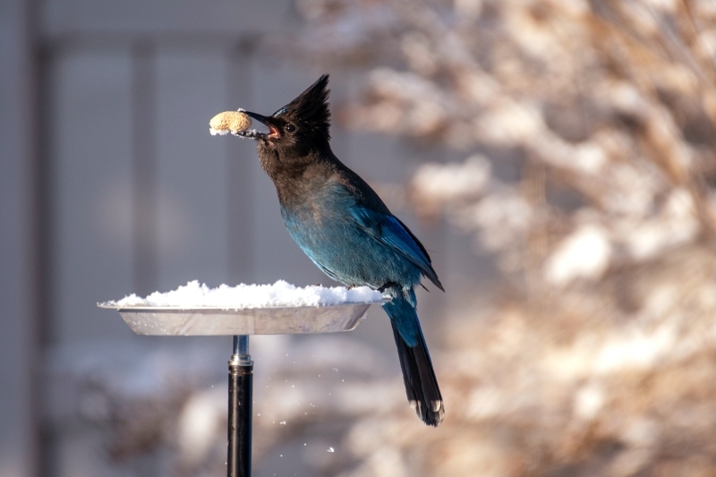 mangeoire oiseaux balcon noix graines aliments hiver