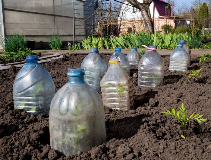 mettre des plantes sous cloche housse hivernage plante bouteille plastique recyclage