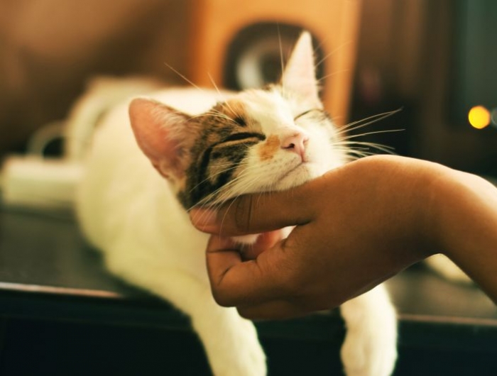 mon chat met sa tete dans ma main propriétaire qui caresse son chat