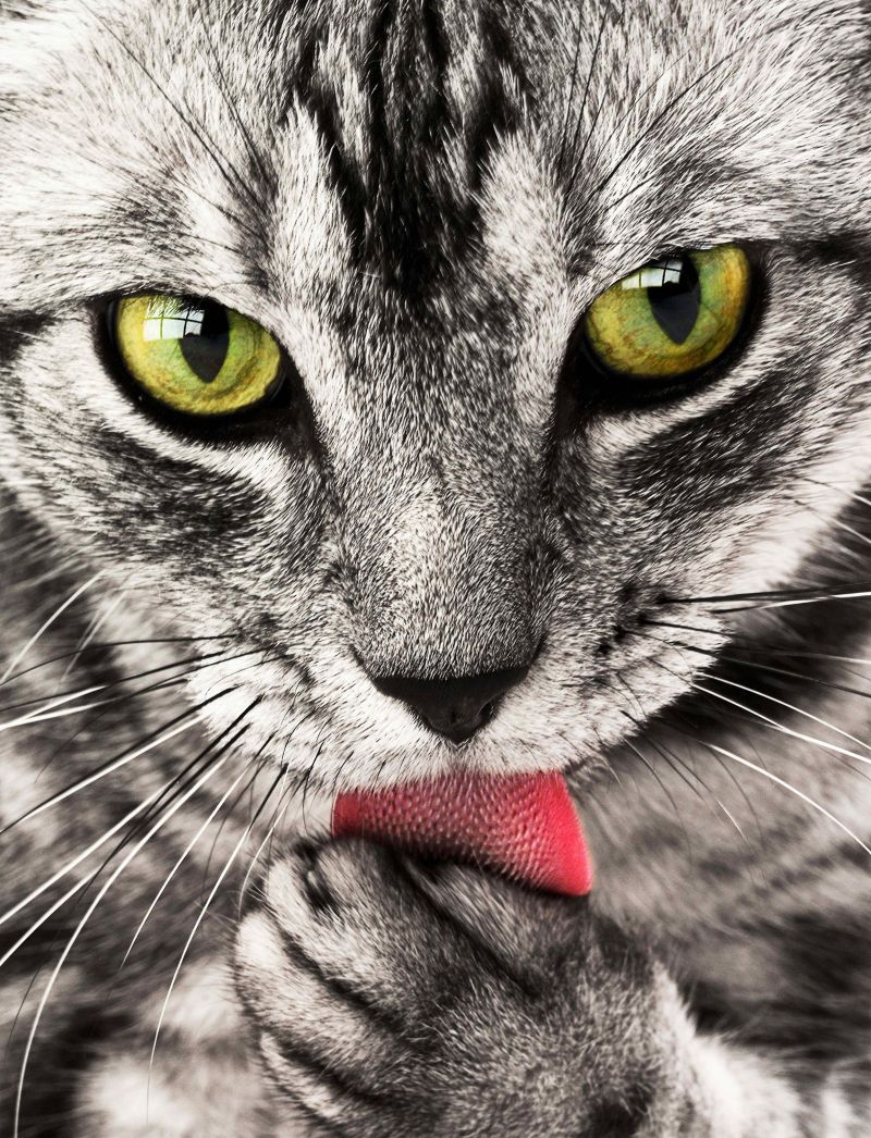 Pourquoi Mon Chat Leche Le Sol Pourquoi mon chat me lèche et d'autres questions intéressantes sur les  chats !