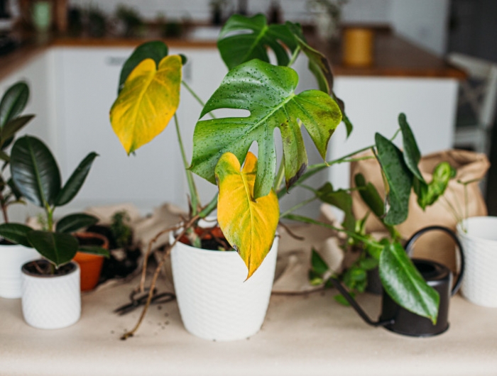 sick monstera plant with yellow leaves