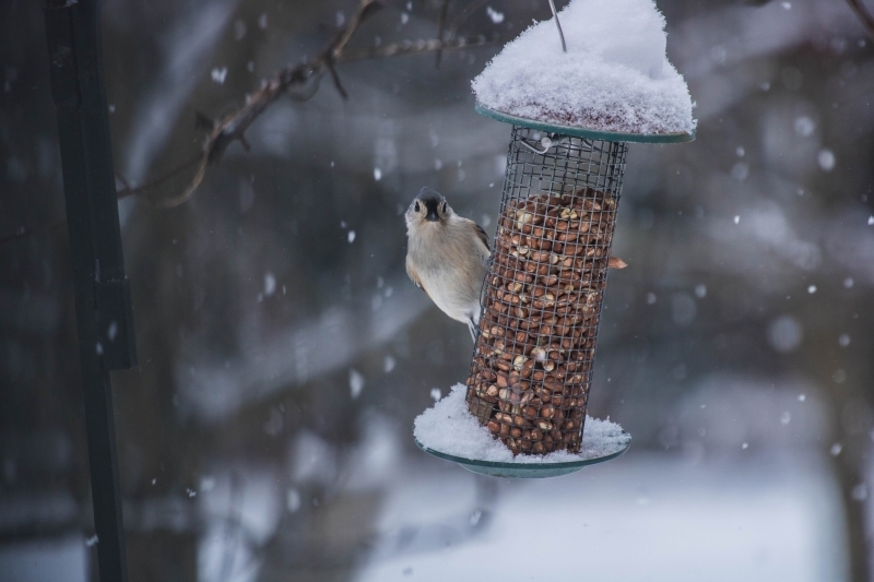 nourriture oiseaux jardin mangeoire diy facile noix graines