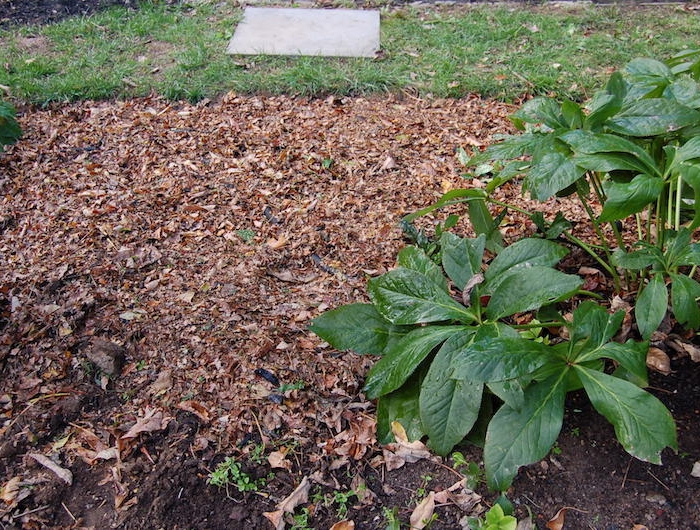 paillage de jardin aux feuilles mortes que faire avec des feuilles mortes protection sol