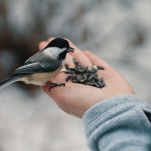 Nourrir les oiseaux en hiver : pourquoi, quand et comment