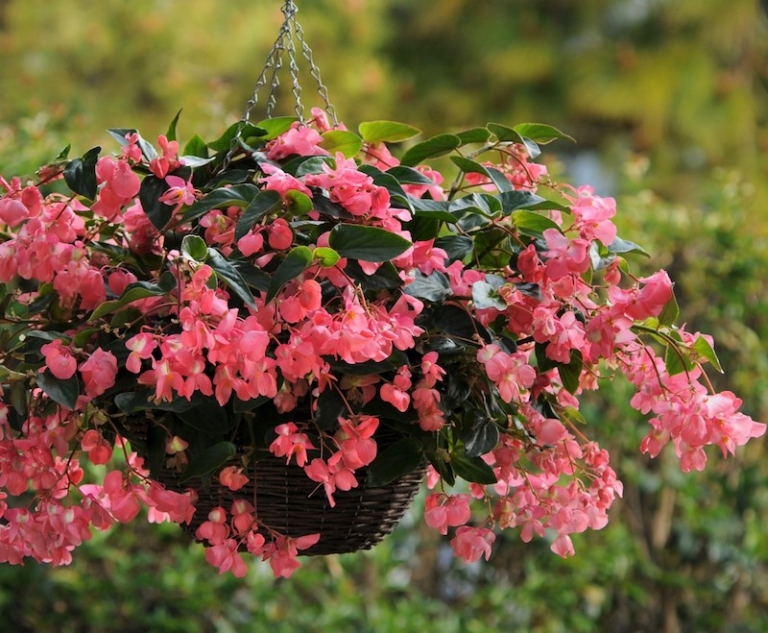 Begonia Dragon Hiver