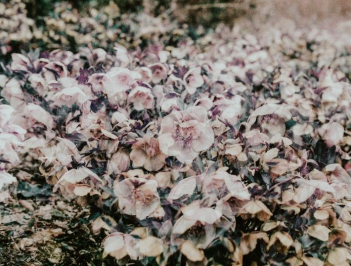 plantation de la fleur qu on appelle la rose de noël exemple de plantes originales