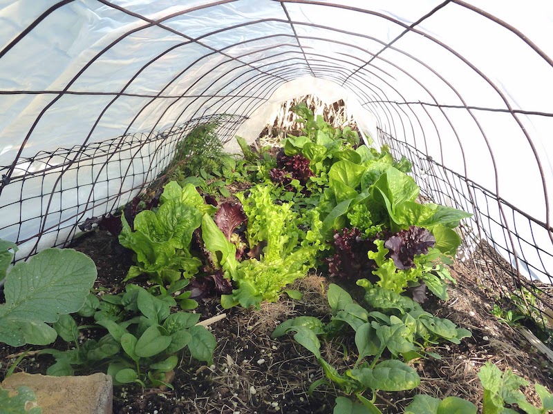 planters salades et autres vegetaux de potager sous tunnel de jardin serre que planter en janvier potager fevrierjpeg