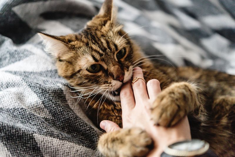 beautiful cute cat playing with woman hand and biting on stylish