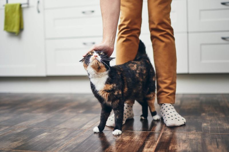 Pourquoi Mon Chat Me Leche Dechiffrez Le Message Archzine Fr Pourquoi Mon Chat Me Leche Dechiffrez Le Message Archzine Fr