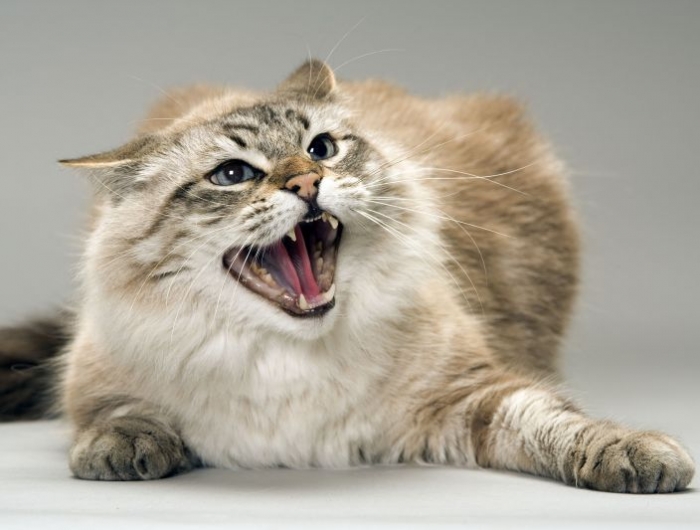 cat snarling / angry
