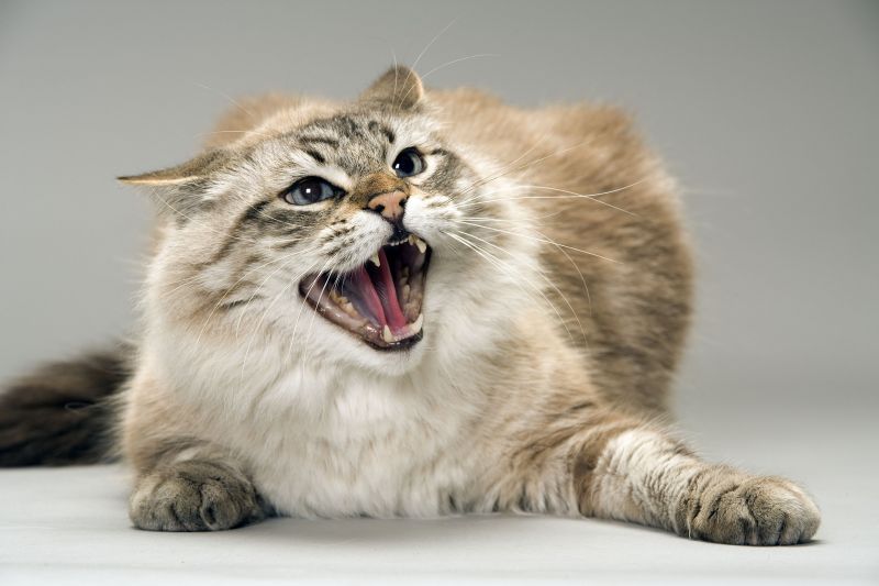 cat snarling / angry