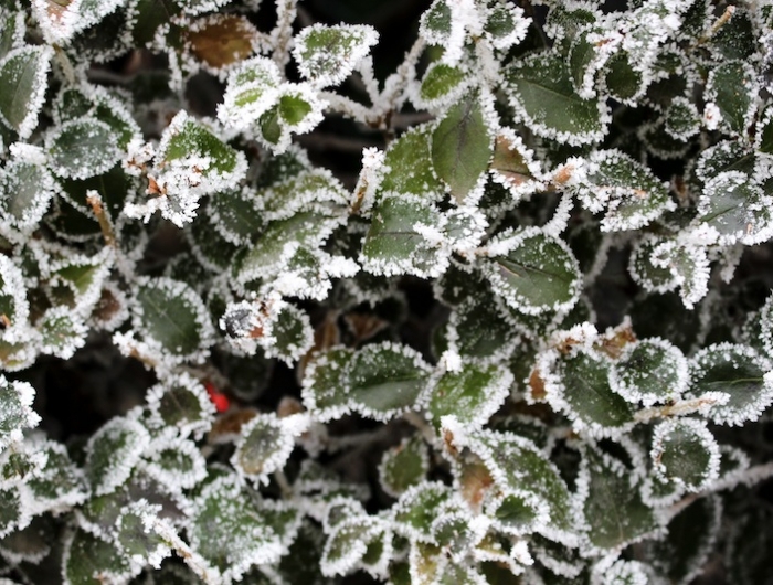 protection plante hiver astuces pour eviter de faire crever les plantes de jardin
