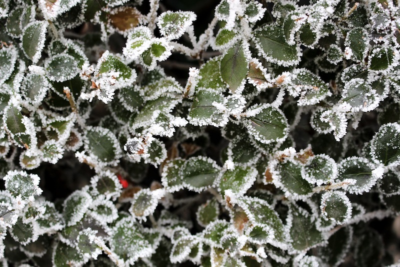 protection plante hiver astuces pour eviter de faire crever les plantes de jardin