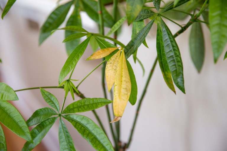 Feuilles qui jaunissent causes et remèdes pour avoir de belles plantes