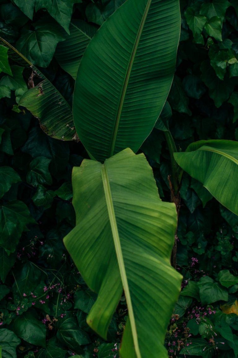 Feuilles qui jaunissent causes et remèdes pour avoir de belles plantes