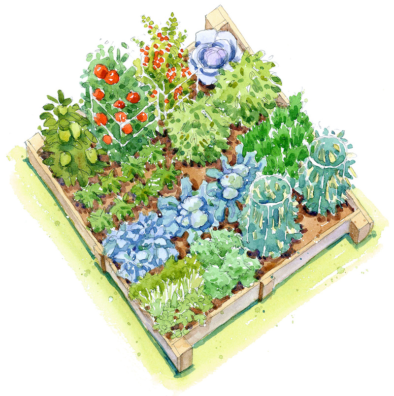 realiser un plan de jardin avec des plantations variées répartition plantes potager