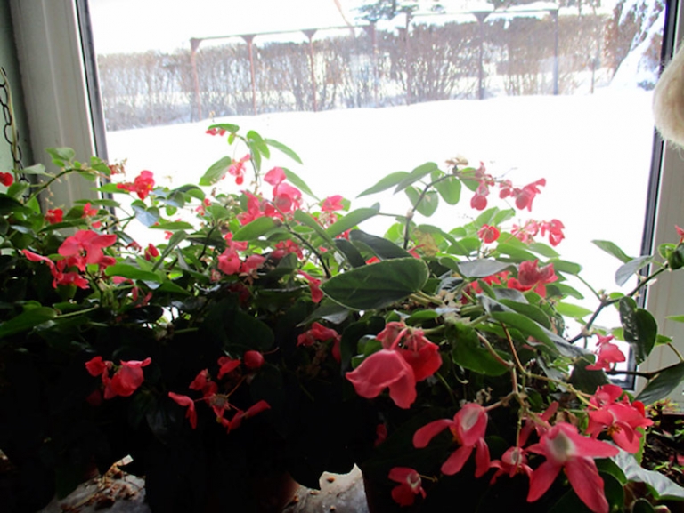 Begonia Dragon Hiver