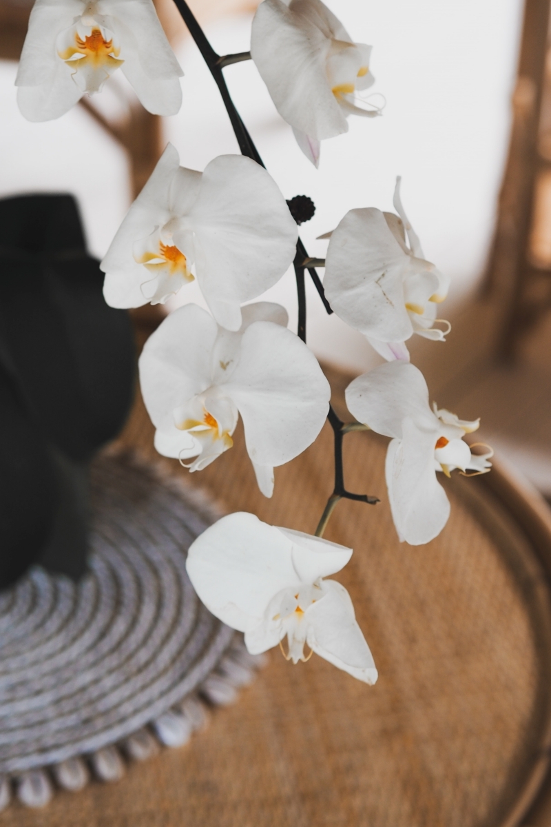 tapis franges meubles boid plantes d intérieur entretien orchidée