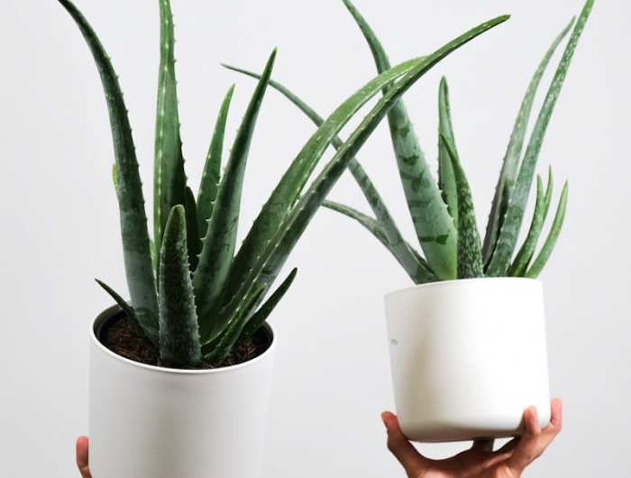 aloe vera entretien idee plante en pot blanc bouture arrosage entretien