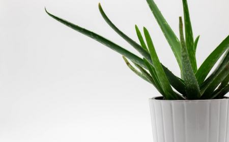 aloe vera entretien plante grasse en pot blanc