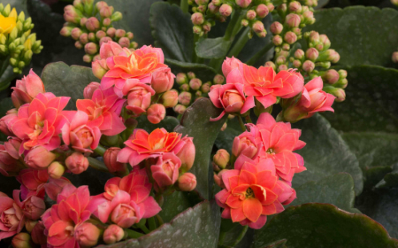 arrosage kalanchoe le sol doit être sec pour arroser cette plante d interieur