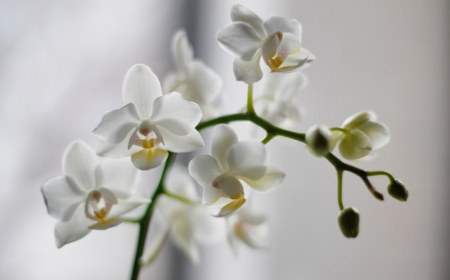arrosage orchidée fréquence comment arroser une orchidée par dessus