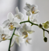 arrosage orchidée fréquence comment arroser une orchidée par dessus