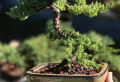 Comment entretenir un bonsaï – le guide complet