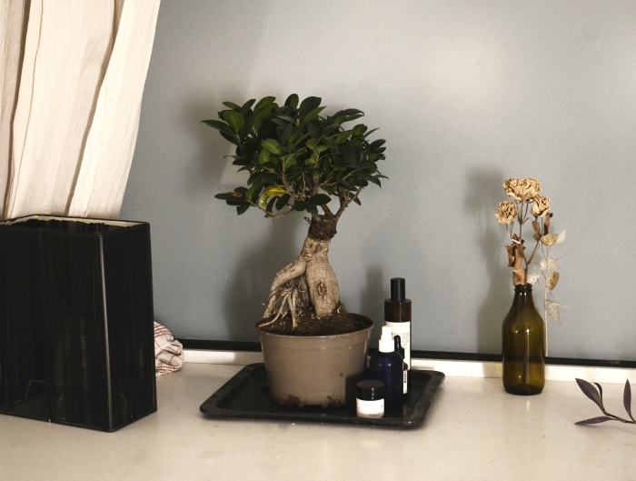 bonsai ficus ginseng comment s occuper plante verte