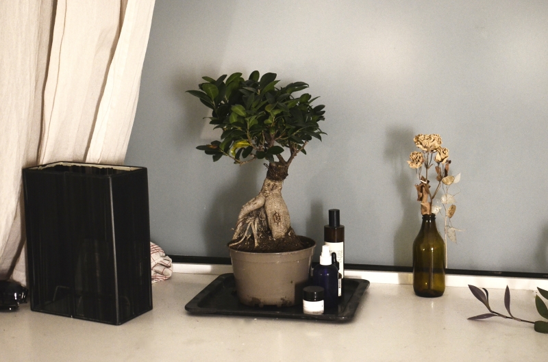 bonsai ficus ginseng comment s occuper plante verte