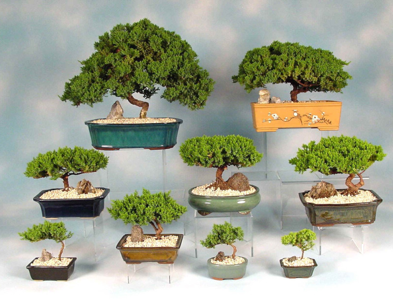 différents types de bonsaï