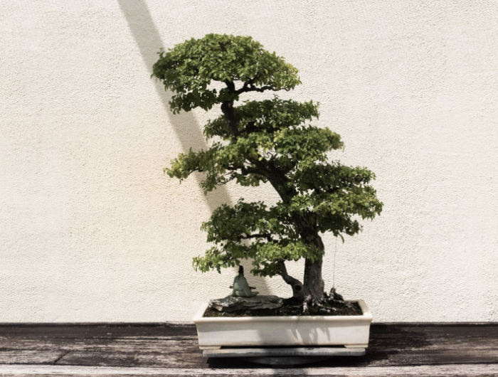 comment arroser un bonsaï pour eviter qu il perde ses feuilles a cause de sous arrosage