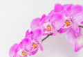 Comment faire refleurir une orchidée ? Voici les secrets !