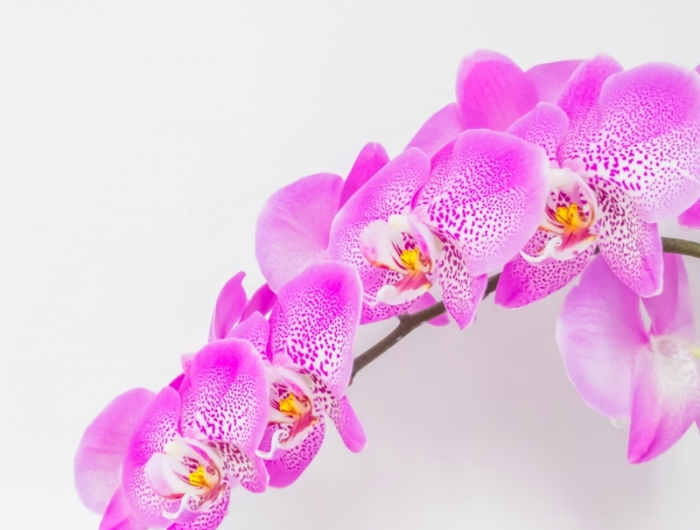 comment arroser une orchidée correctement fréquence