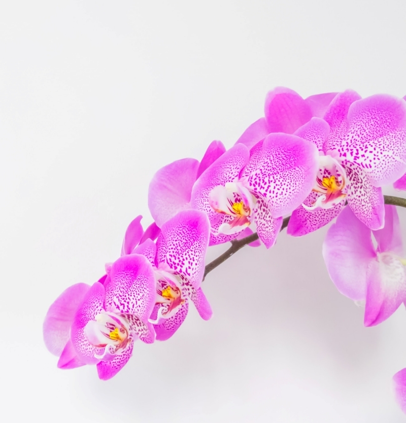 comment arroser une orchidée correctement fréquence