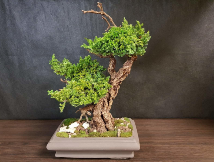 comment entretenir un bonsaï guide complet pour adopter cette forme d art