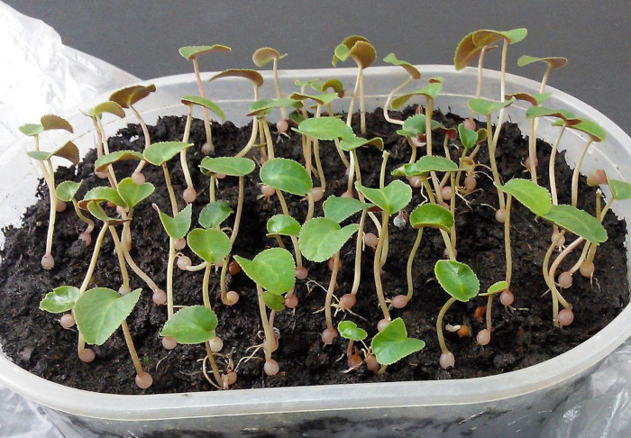 comment entretenir un cyclamen bouturage de plusieurs plantes dans une jardiniere