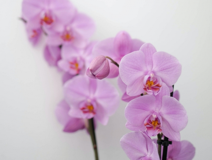 comment faire pousser une hampe d orchidée engrais naturel