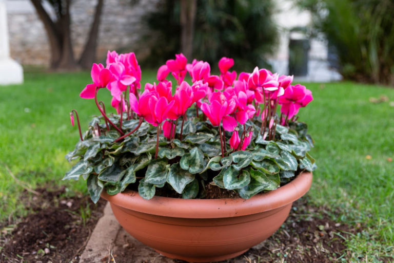 Comment entretenir un cyclamen ? Tout savoir pour avoir une belle