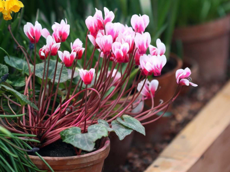 Comment entretenir un cyclamen ? Tout savoir pour avoir une belle